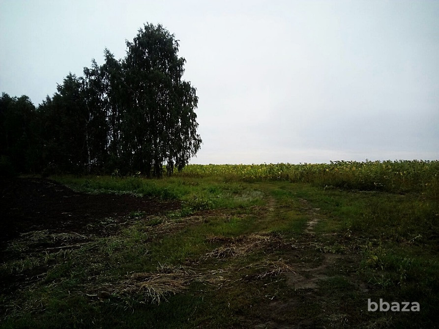 Продам землю сельхоз - Камешкирский район Пенза - изображение 4