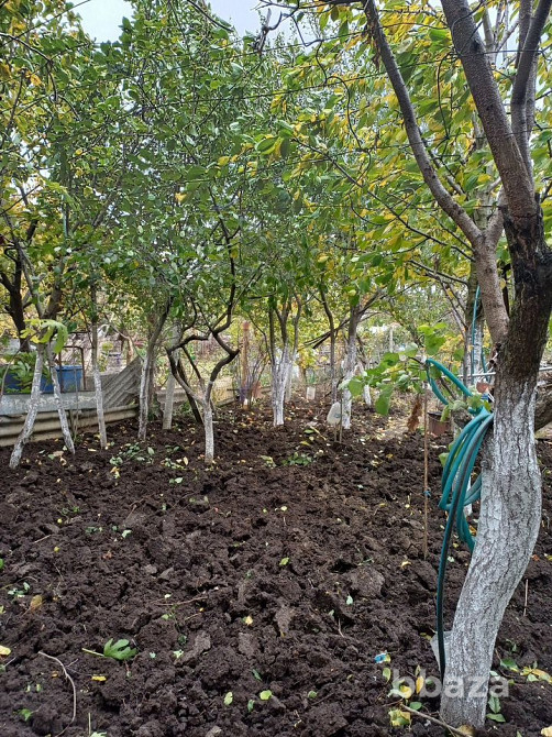 Участок 5,5 сот. (СНТ) Симферополь - изображение 3