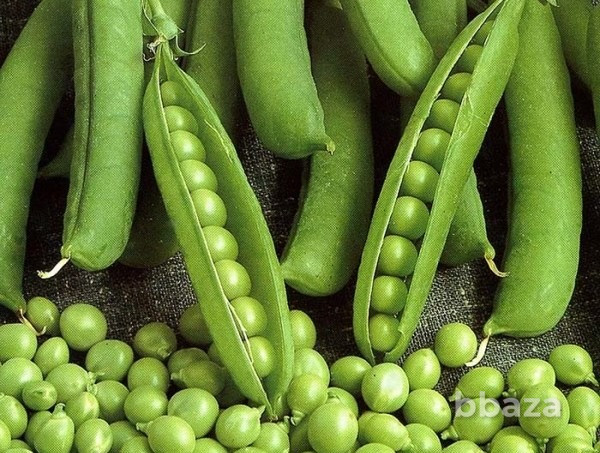 Семена гороха ярового Аксайский усатый 7 Усатый кормовой Зерноград - изображение 1