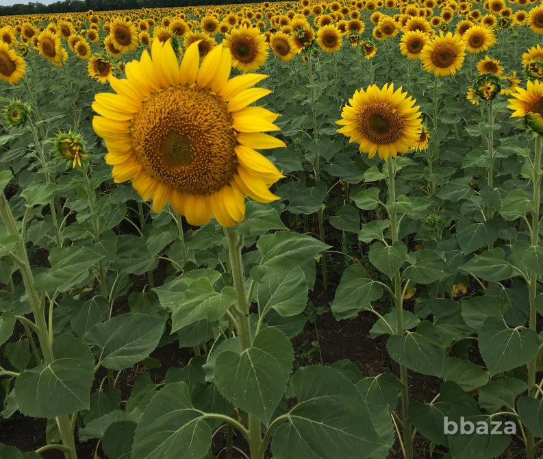 Семена подсолнечника сорт Казачий Скормас Зерноград - изображение 1