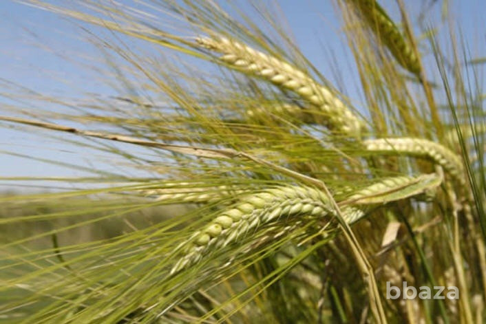 Семена ячменя ярового Зерноград - изображение 1