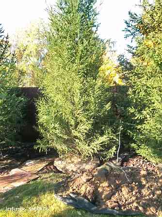 Озеленение ,посадка хвойных пород Санкт-Петербург