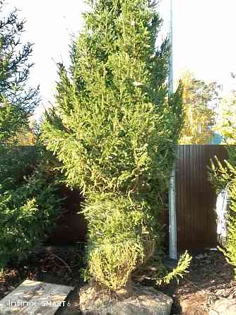 Озеленение ,посадка хвойных пород Санкт-Петербург