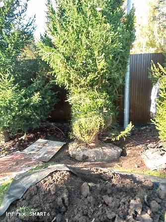 Озеленение ,посадка хвойных пород Санкт-Петербург