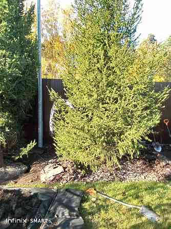 Озеленение ,посадка хвойных пород Санкт-Петербург