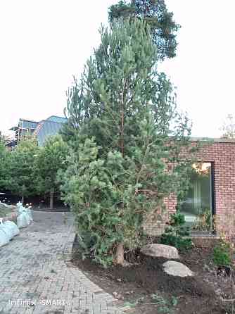 Озеленение ,посадка хвойных пород Санкт-Петербург