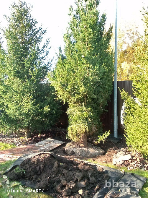 Озеленение ,посадка хвойных пород Санкт-Петербург - изображение 1