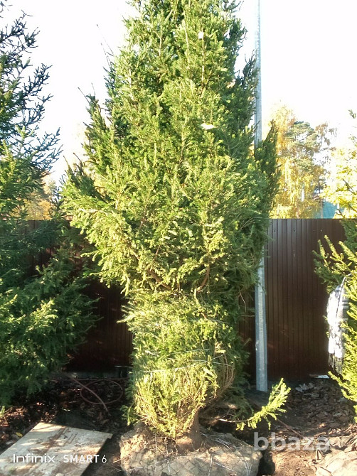 Озеленение ,посадка хвойных пород Санкт-Петербург - изображение 2