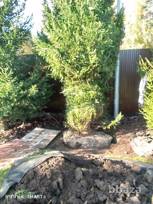 Озеленение ,посадка хвойных пород Санкт-Петербург - изображение 3