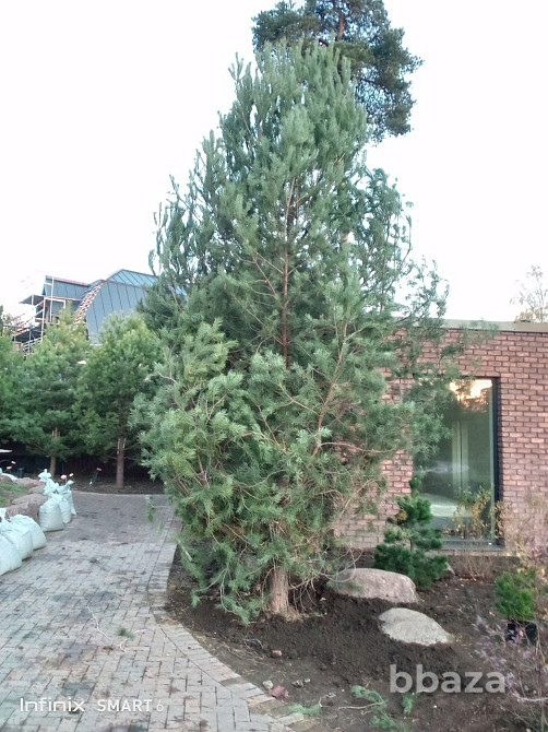 Озеленение ,посадка хвойных пород Санкт-Петербург - изображение 4