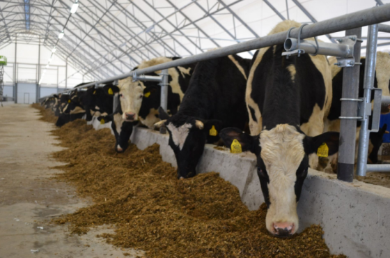 Продажа Животноводческого комплекса, юг МО Кашира