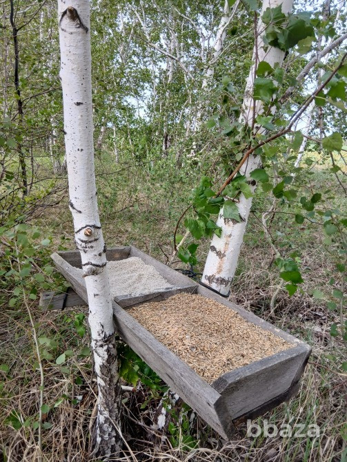 В продаже Охотхозяйство Кулундинский р-н Кулунда - изображение 7