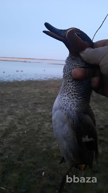 В продаже Охотхозяйство Кулундинский р-н Кулунда - изображение 2