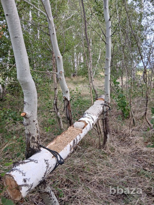 В продаже Охотхозяйство Кулундинский р-н Кулунда - изображение 10