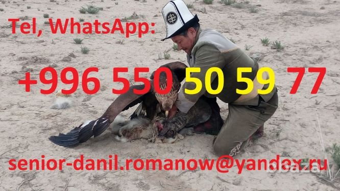 Туризм в Кыргызстане, путешествия, горы, трэки в Киргизии, гид, водитель, т Москва - изображение 5