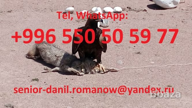 Voyages au Kyrgyzstan, guide, tourism, excursions, balades aux montagnes, c Москва - изображение 4