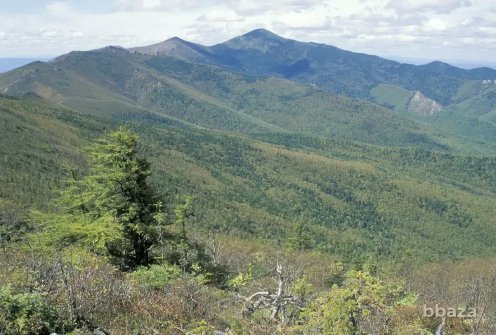 Месторождение редкоземельных металлов в Хабаровском крае. Советская Гавань - изображение 1
