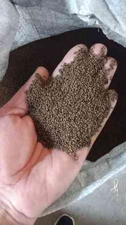 Семена люцерны Махачкала