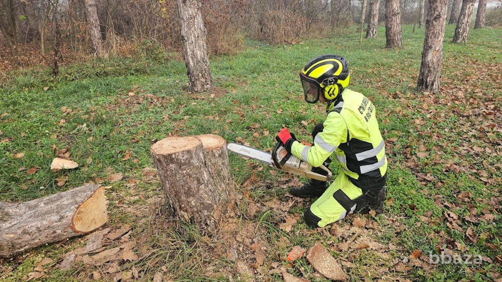 Профессиональные услуги арбориста в Краснодарском крае Краснодар - изображение 1