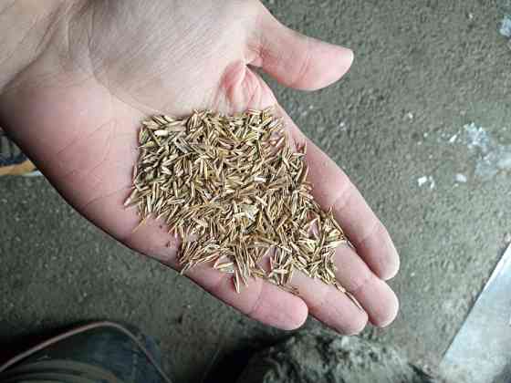 Семена Суданки Павловская