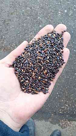 Семена Суданки Павловская