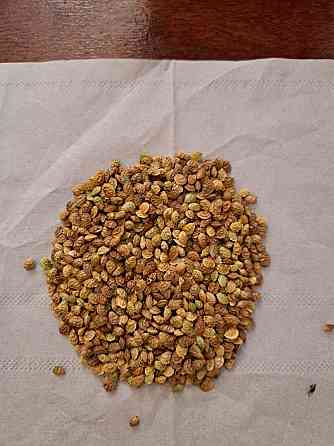 Семена Суданки Павловская