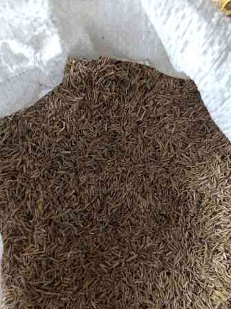 Семена Суданки Павловская