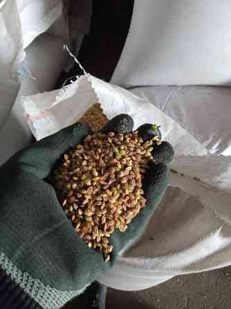 Семена Суданки Павловская