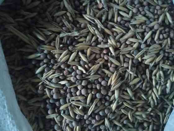 Семена Суданки Павловская