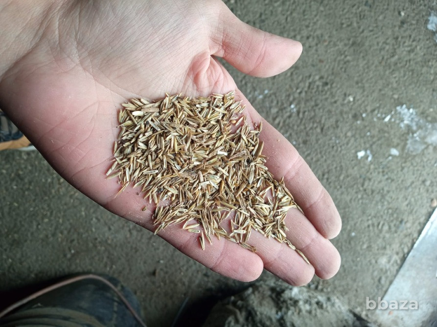 Семена Суданки Павловская - изображение 4