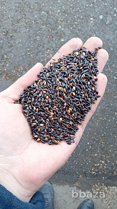 Семена Суданки Павловская - изображение 1