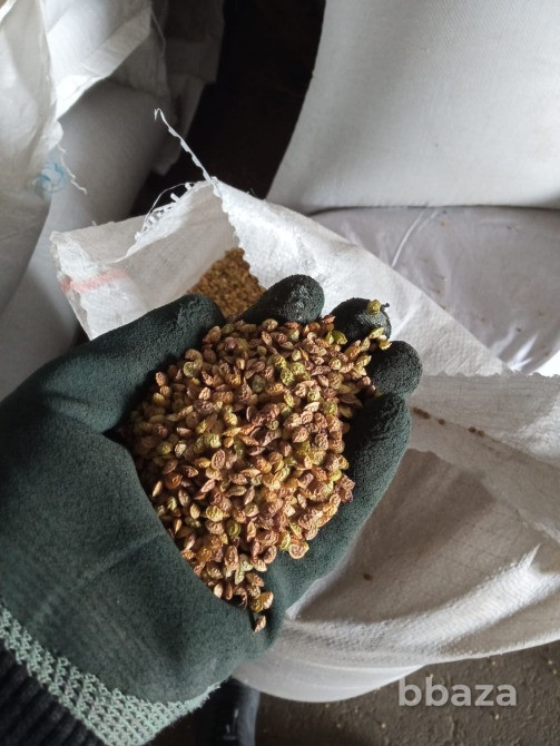 Семена Суданки Павловская - изображение 6