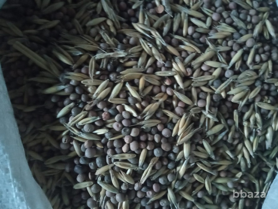 Семена Суданки Павловская - изображение 3