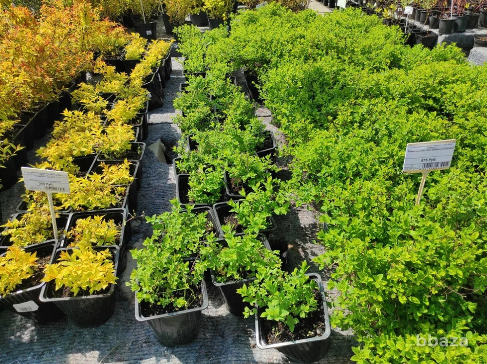 Аренда площадки под садовый центр Калужская область - изображение 1