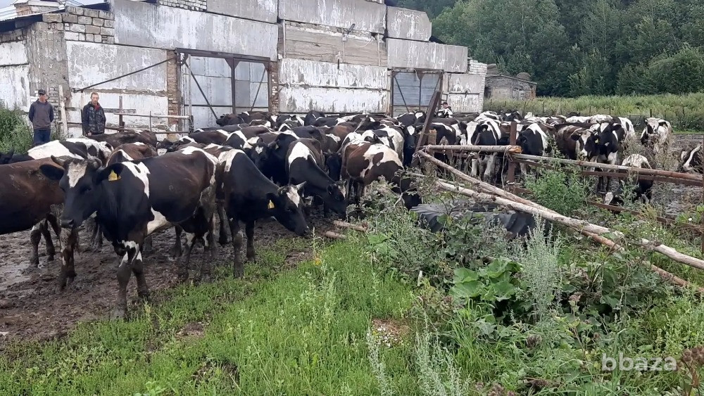 Срочно продажа с дисконтом 30% от стоимости сельхозпредприятия Кунгур - изображение 6