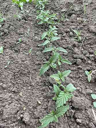 Конопляный травяной чай из Сибири Новосибирск