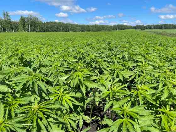 Конопляный травяной чай из Сибири Новосибирск