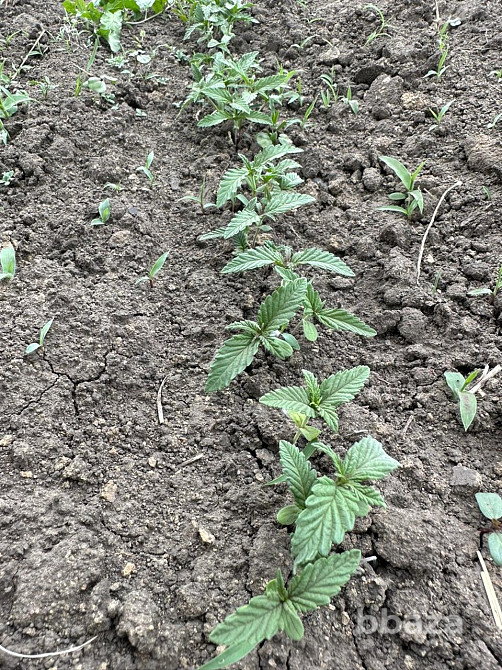 Конопляный травяной чай из Сибири Новосибирск - изображение 5