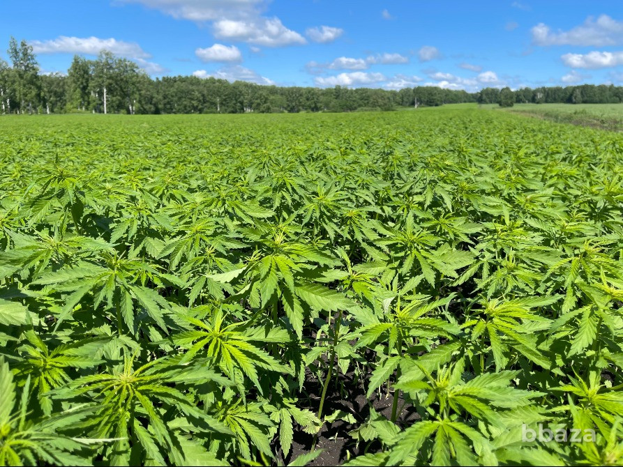 Конопляный травяной чай из Сибири Новосибирск - изображение 4