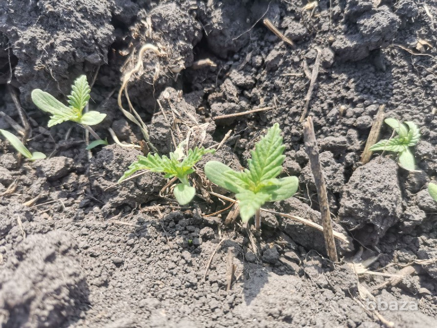 Конопляный травяной чай из Сибири Новосибирск - изображение 6