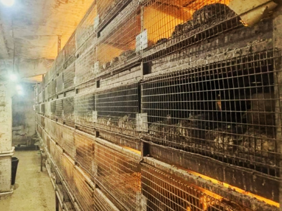 Перепелиная ферма 1.200кв.м. 50.000перепелов Шацк