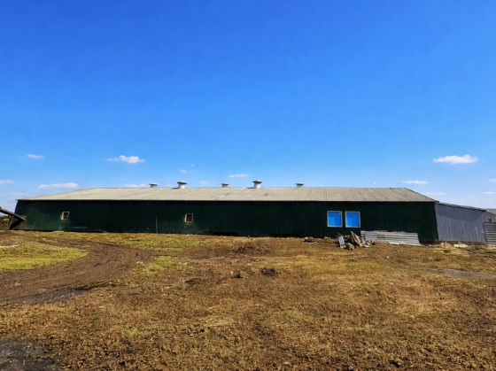 Перепелиная ферма 1.200кв.м. 50.000перепелов Шацк