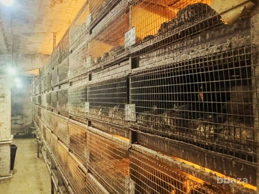 Перепелиная ферма 1.200кв.м. 50.000перепелов Шацк - изображение 4