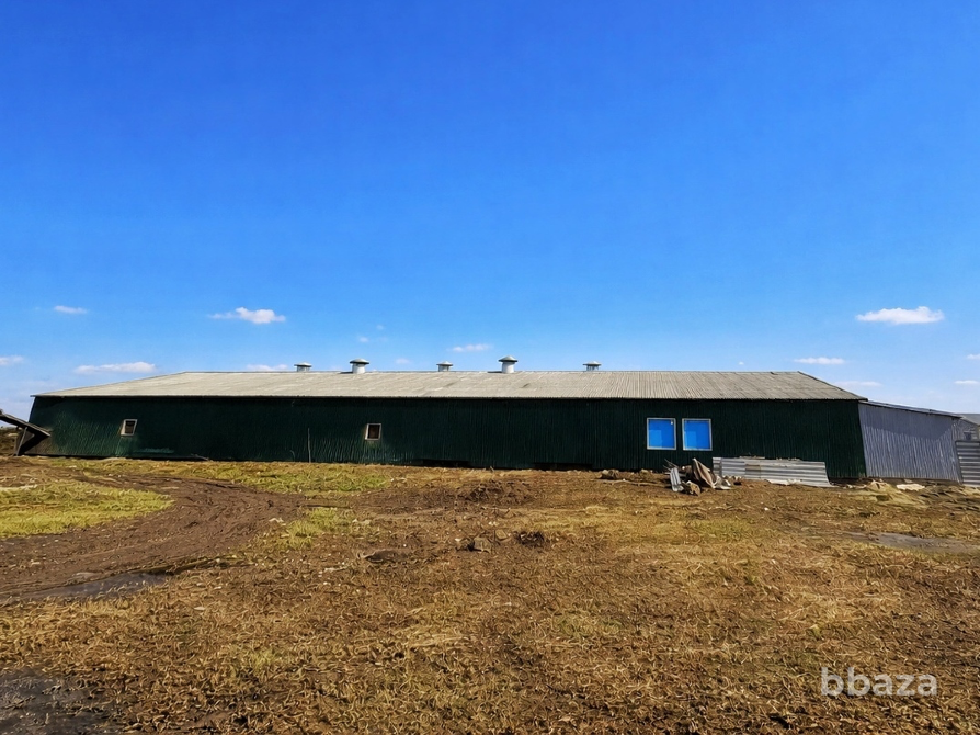 Перепелиная ферма 1.200кв.м. 50.000перепелов Шацк - изображение 2