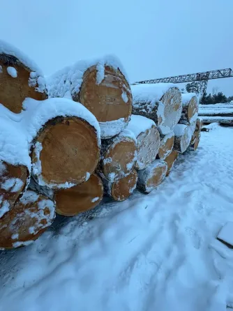 Кедр кругляк продажа оптом. Лесосибирск