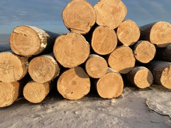 Кедр кругляк продажа оптом. Лесосибирск