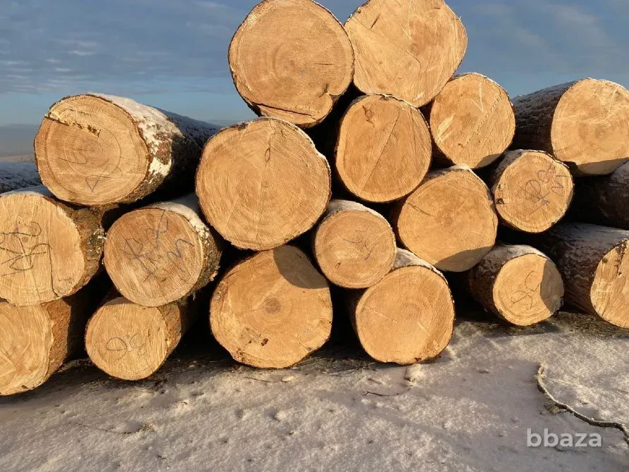 Кедр кругляк продажа оптом. Лесосибирск - изображение 1