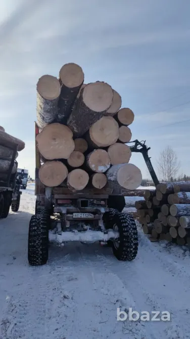 Кедр кругляк продажа оптом. Лесосибирск - изображение 3