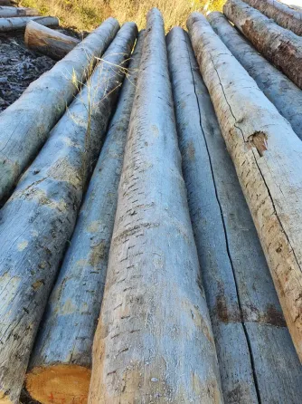 Сосна Кело сухостой для домостроения, продажа оптом. Лесосибирск