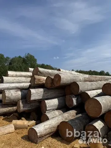 Сосна Кело сухостой для домостроения, продажа оптом. Лесосибирск - изображение 1